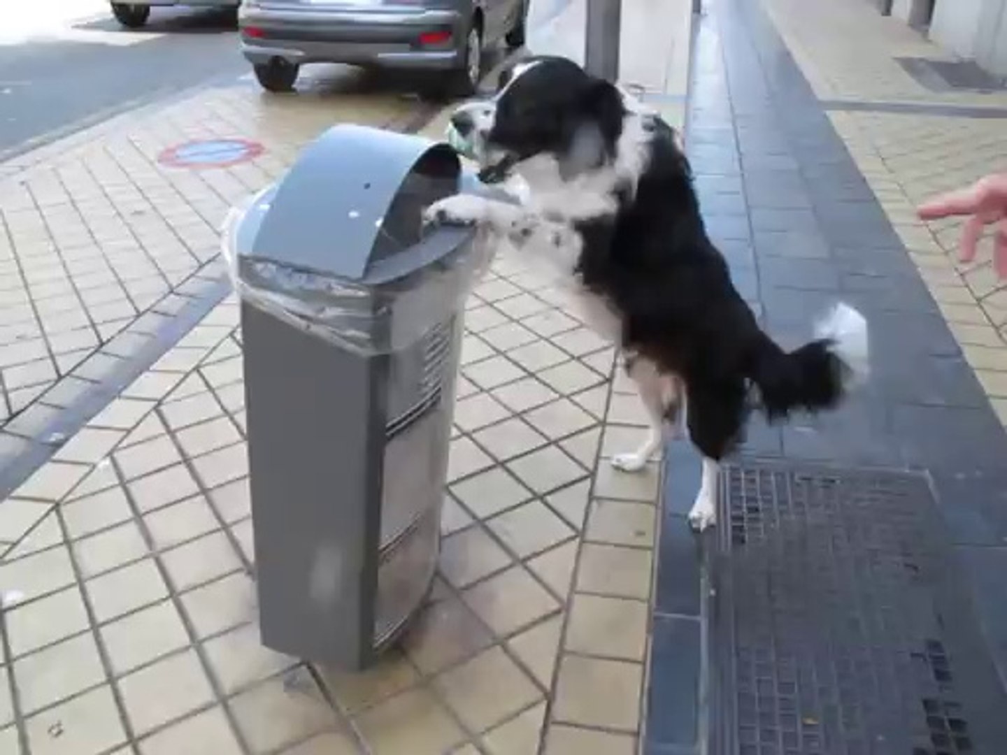Insolite : un chien dépose une canette dans une poubelle de Calais - Vidéo  Dailymotion