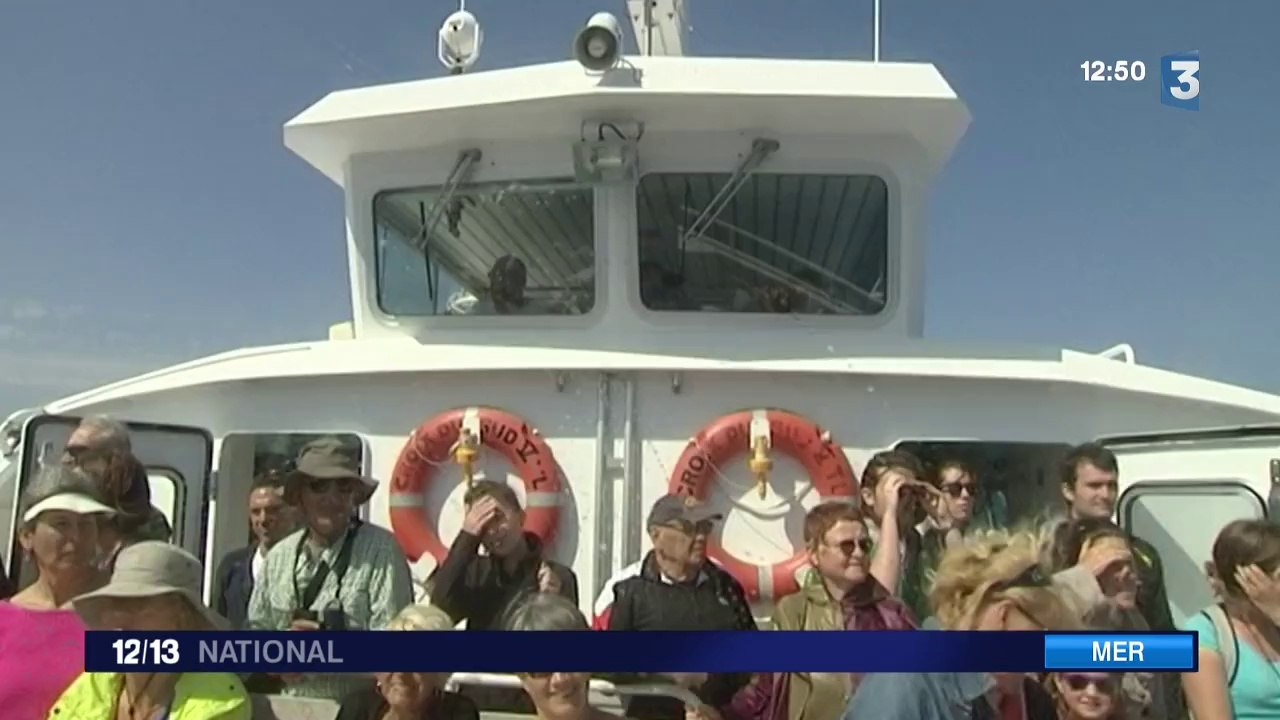 Un sanctuaire marin pour les dauphins et les baleines en Méditerranée
