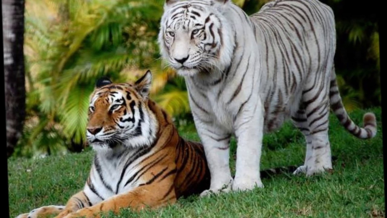 Mon film LES TIGRES