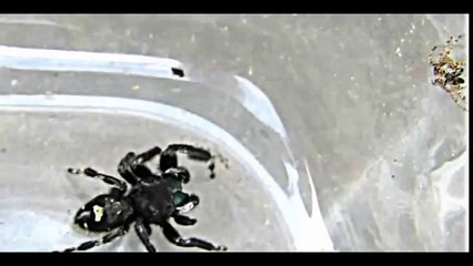 How Spider Catches its Prey by throwing a web or suctioning