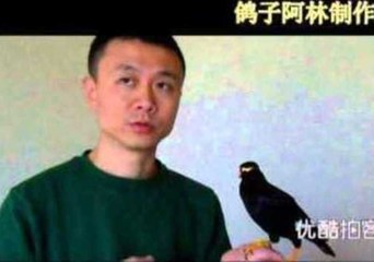 Hill Myna Bird Talks and Sings Like a Man