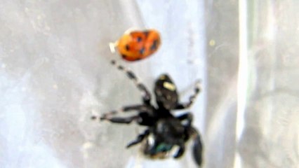 Tarantula Spider vs Spider.Battle of Kruger Who will win?