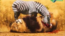 Zebra kills a lion and eats it? Funny