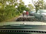 Invasão de patos assusta tailandeses