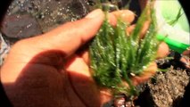 Green St. Kitts: Sea weed