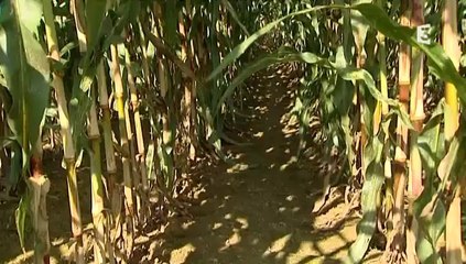 Pollution phosphore & cyanobactéries Canut Maxent Baulon Saint Thurial Vilaine