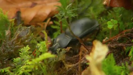 Чернобыль - жизнь в смертельной зоне