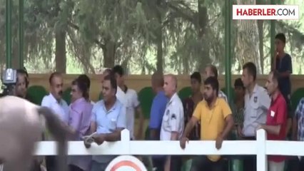 Yarış tayları açık artırmayla satıldı -