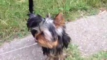 Passeggiata al parco! Artù e Joy