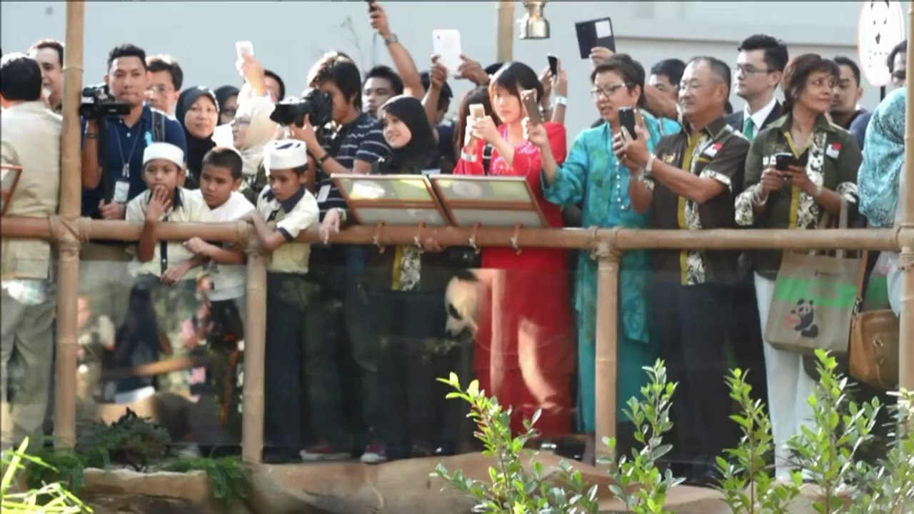 Pandas em nome da diplomacia