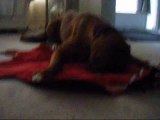 Boxer laying on his coat playing with toy