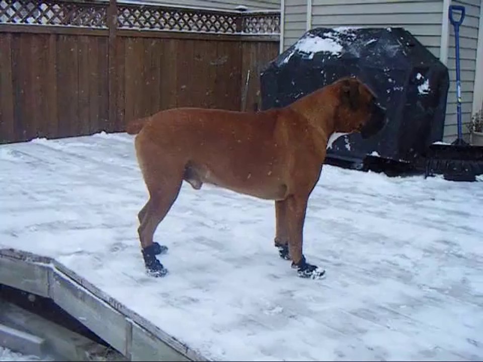 Boxer loves the snow!