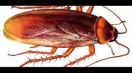 Datos interesantes que no conocias