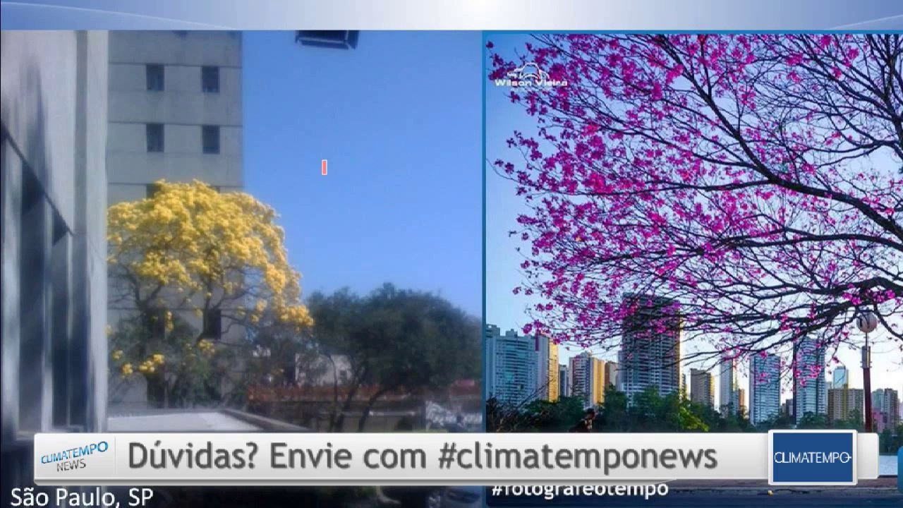 Fim de semana de sol e de ipês