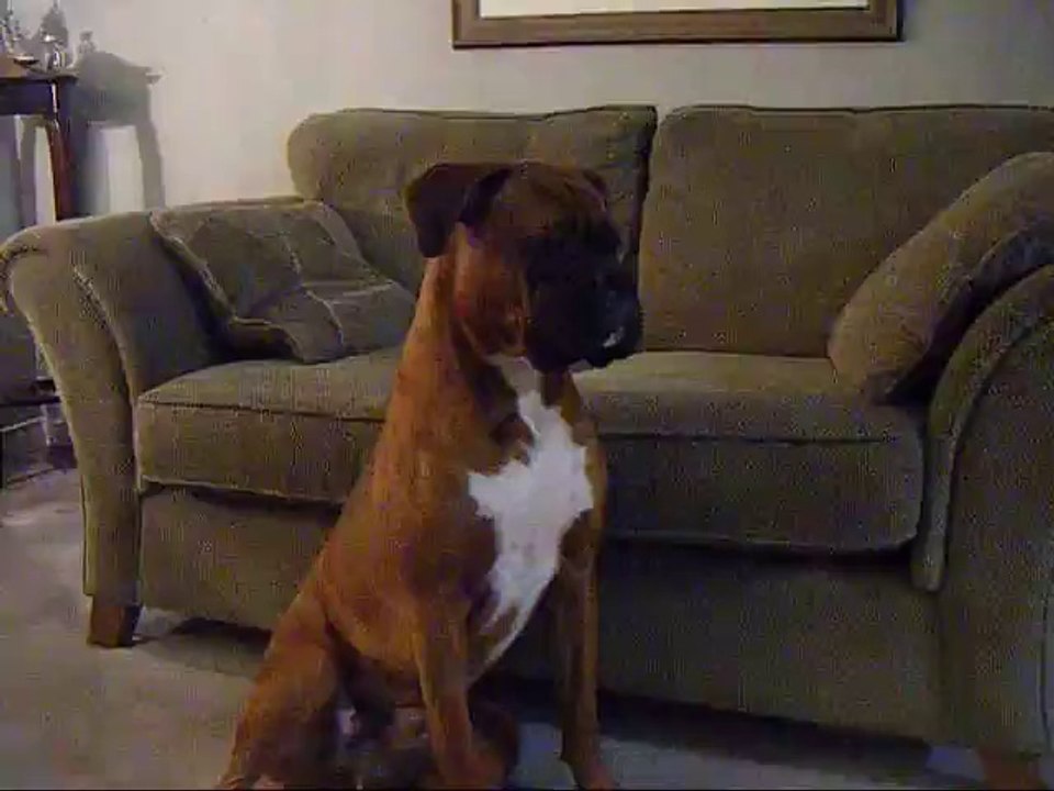 Boxer posing!