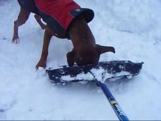 Boxer pouncing in the snow!