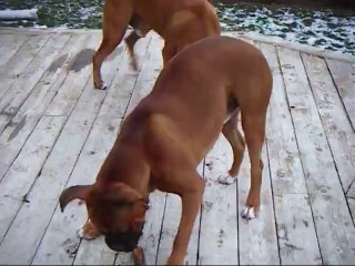 Boxer wants the stick and the bone haha greedy