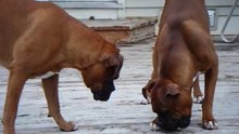 Boxer wont share bone with poppa!