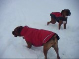 Boxers fetching snow balls! Wearing jackets LOL