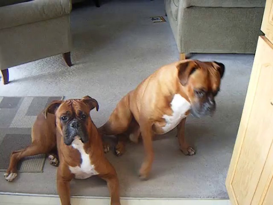 Cute boxer relaxing on the couch