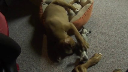 Cutest puppy playing laying down