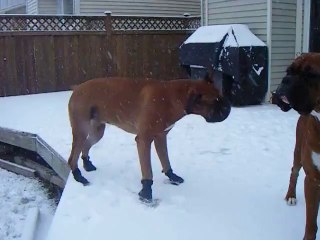 Dog getting used to his snow shoes