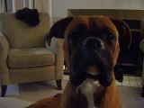 Dog listening to himself bark! Must See