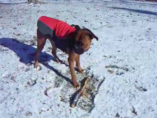 Dog picking a stick! Picks between 2