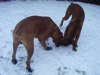Dog playing keep away