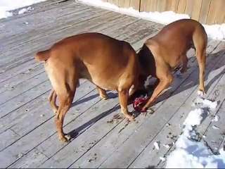 Dogs playing on the deck