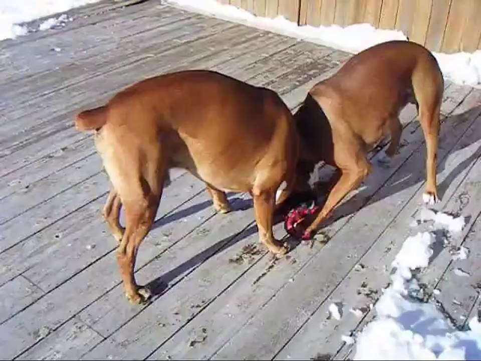 Dogs playing on the deck