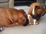 Greedy boxer son wont share bone with poppa