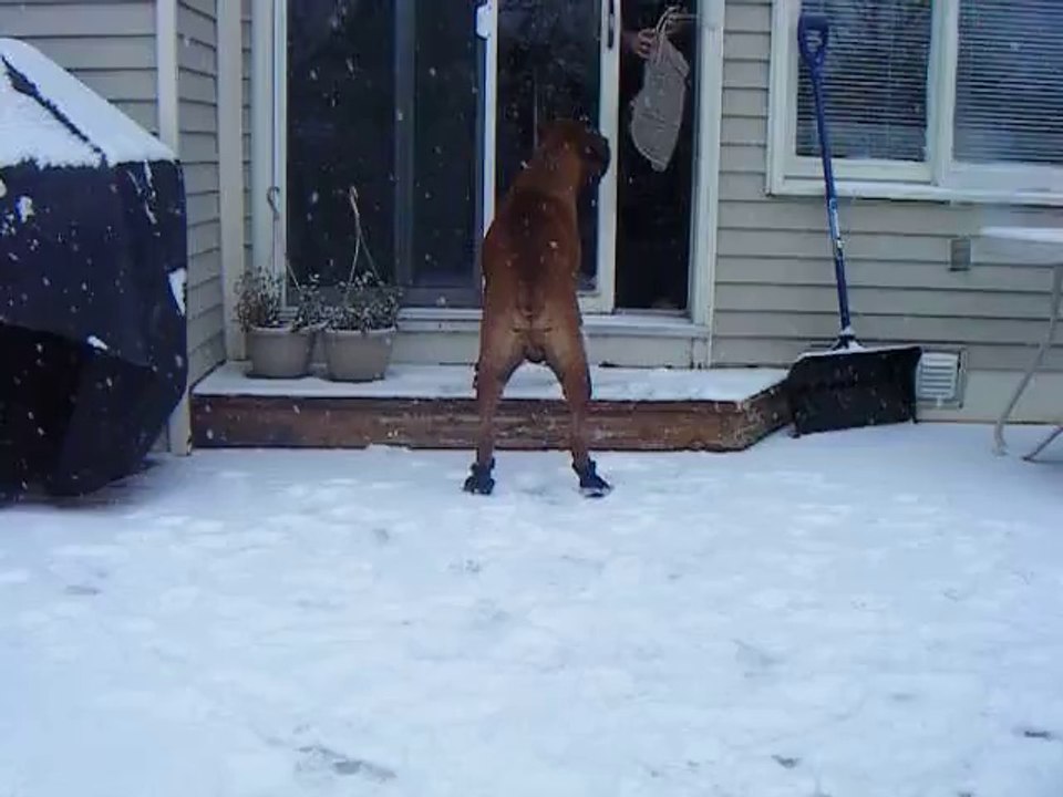 Hilarious dogs in the snow