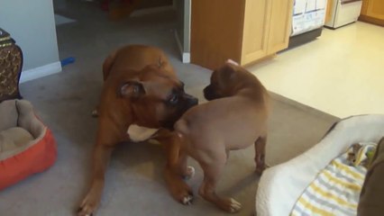 Most adorable video of puppy playing!