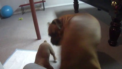 Puppy wants to play with poppa