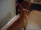 Tug of war between boxer dogs