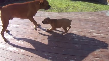 BOXER FIGHT - FATHER VS. PUPPY - WHO WILL WIN_