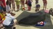 Stranded Manatee Saved By Concerned Beachgoers
