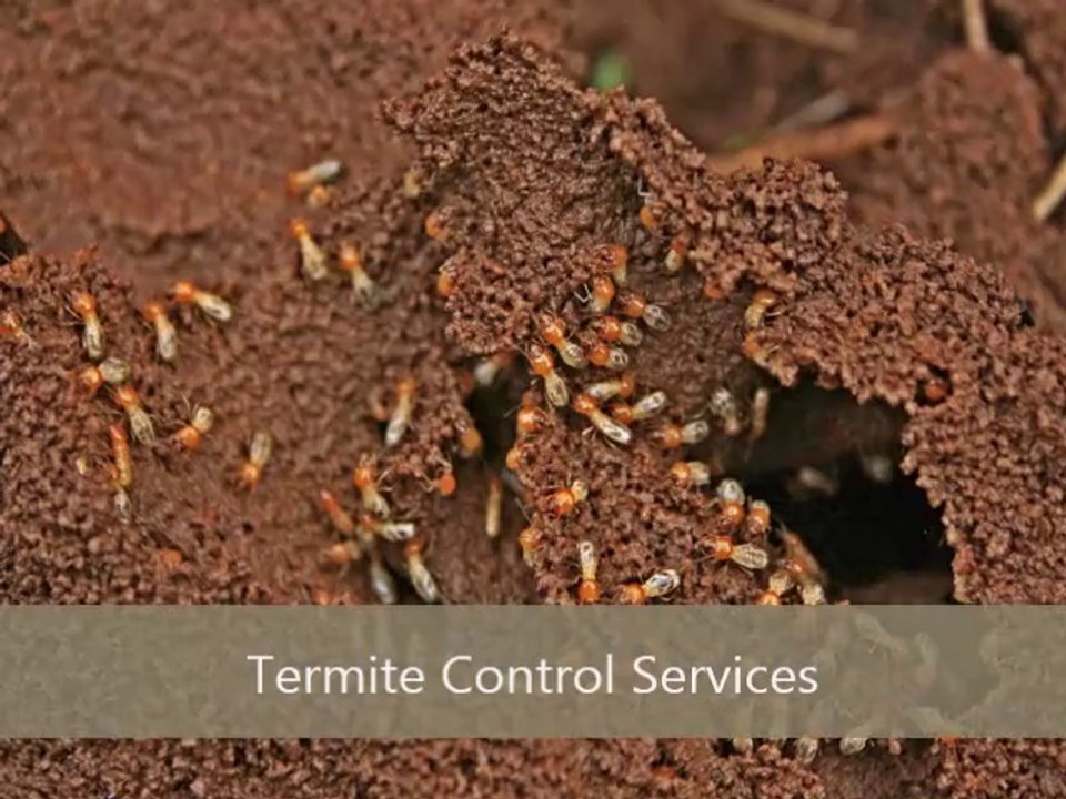 Looking for commercial pest control services in Dallas???