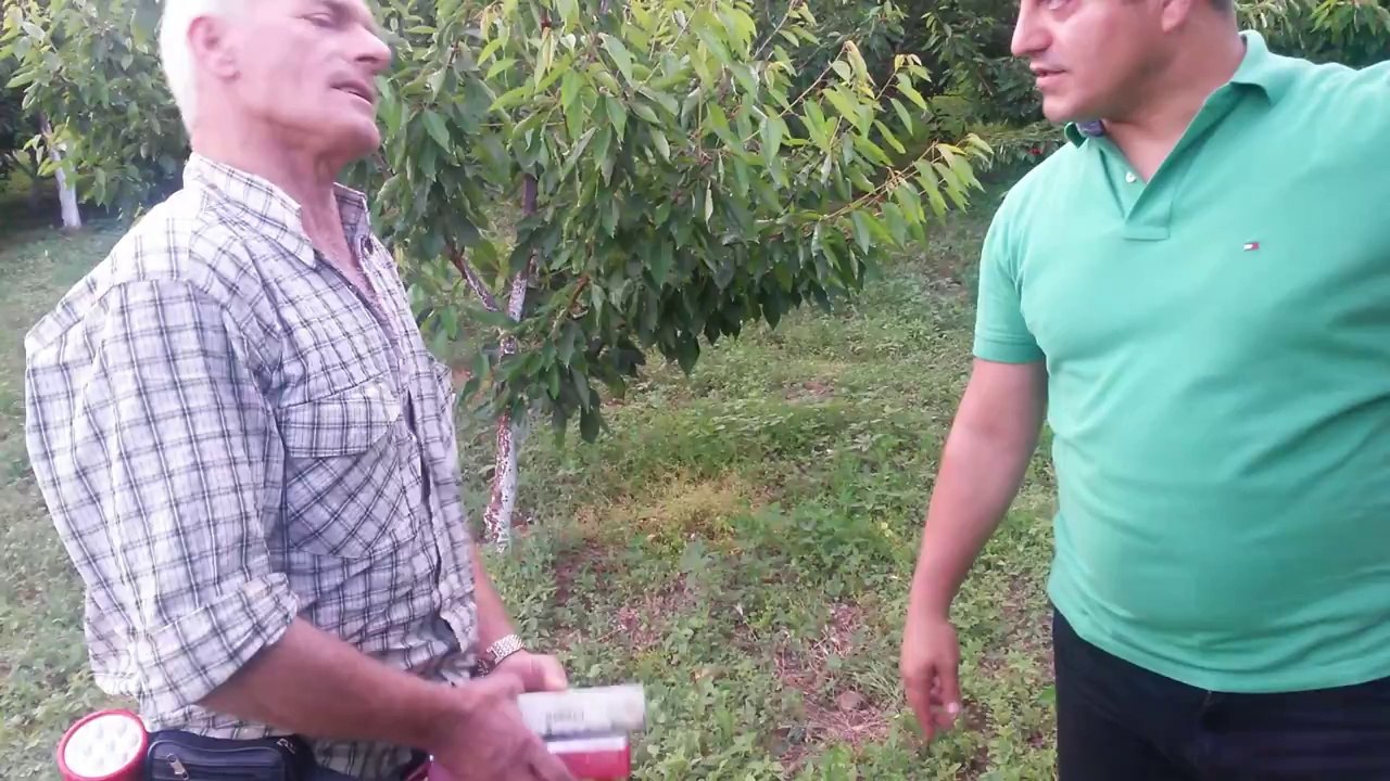 Ağır don Hasarlı Kiraz izmir Bayındır çamdibi Muhattar Kavakalan