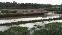 Barefoot Skiing with Bulls - WIN