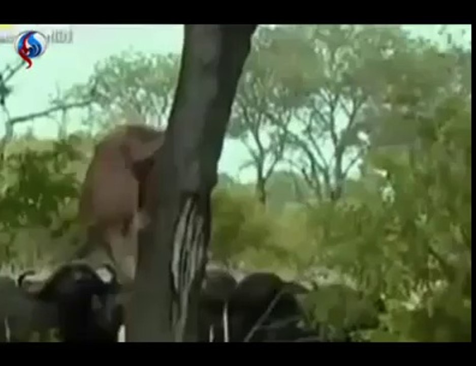 lion and  cows