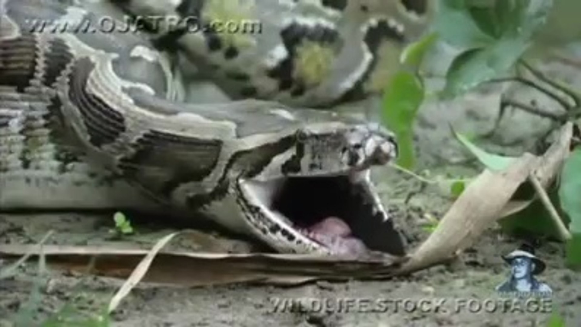 snake eat crocodile