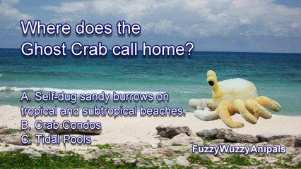 Ghost Crab Animal Quiz