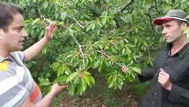 Kiraz Ağacı - İzmir Kemalpaşa Bayramlı - Ali Gür