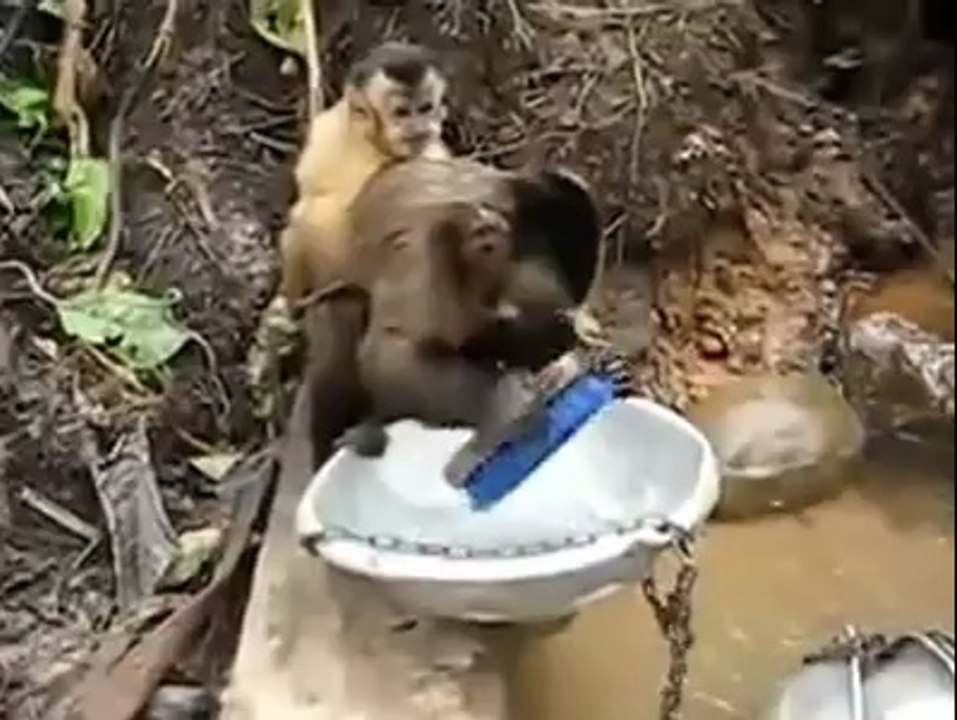 Her Eve Lazım Maymun   Bulaşık Yıkayan Maymun