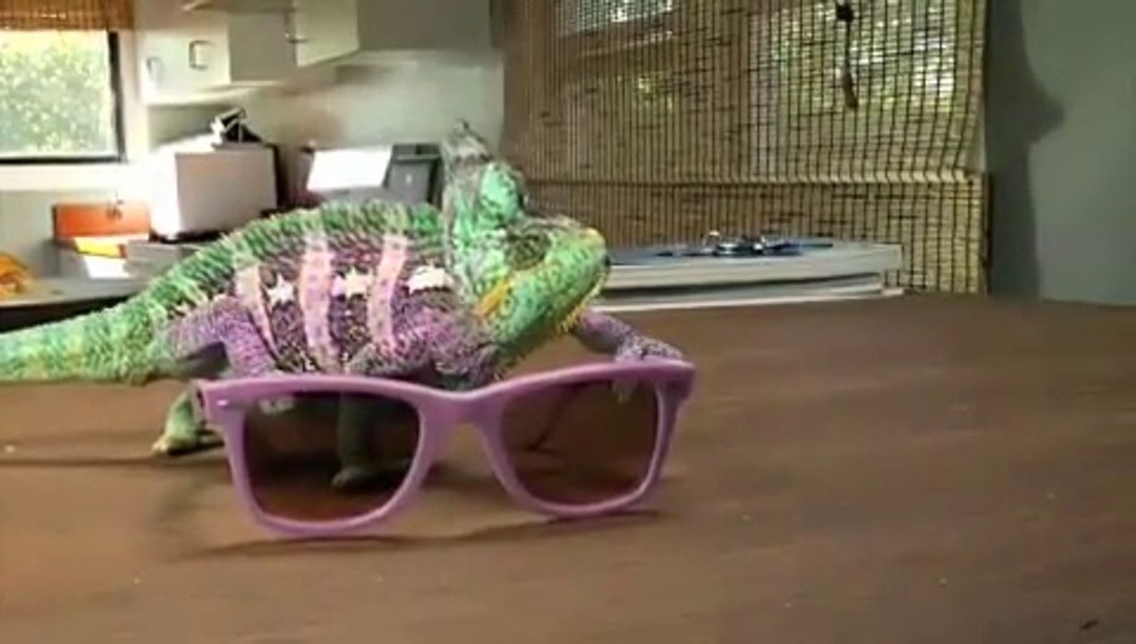 Quick Color Changing Chameleon