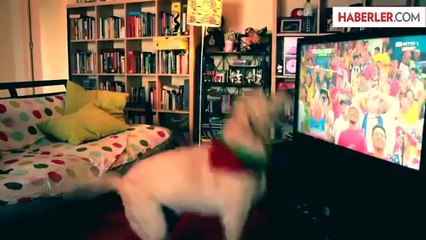 Dünya Kupası Hayranı Köpeğin Müthiş Gol Sevinci