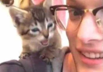 Kitten Makes Strange Popping Noise