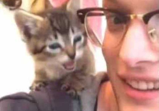 Kitten Makes Strange Popping Noise